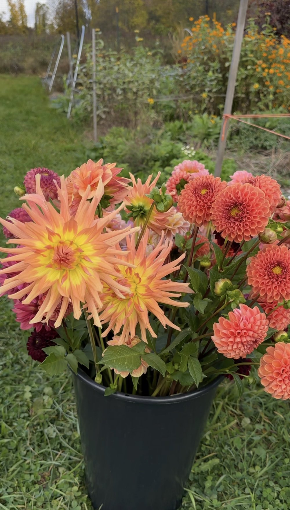 Dream Garden Bundle