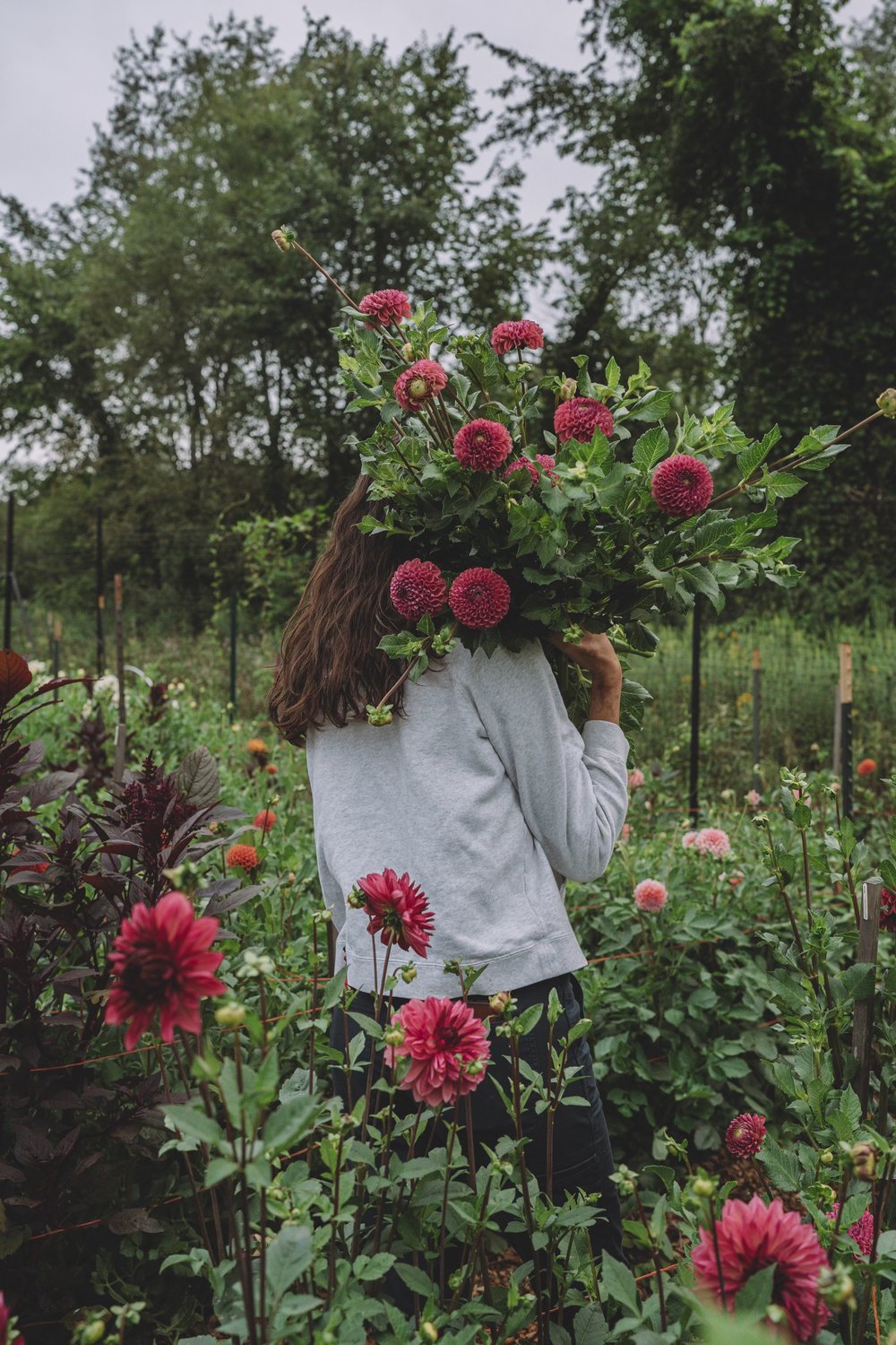 Dahlia CSA - A month of Dahlias