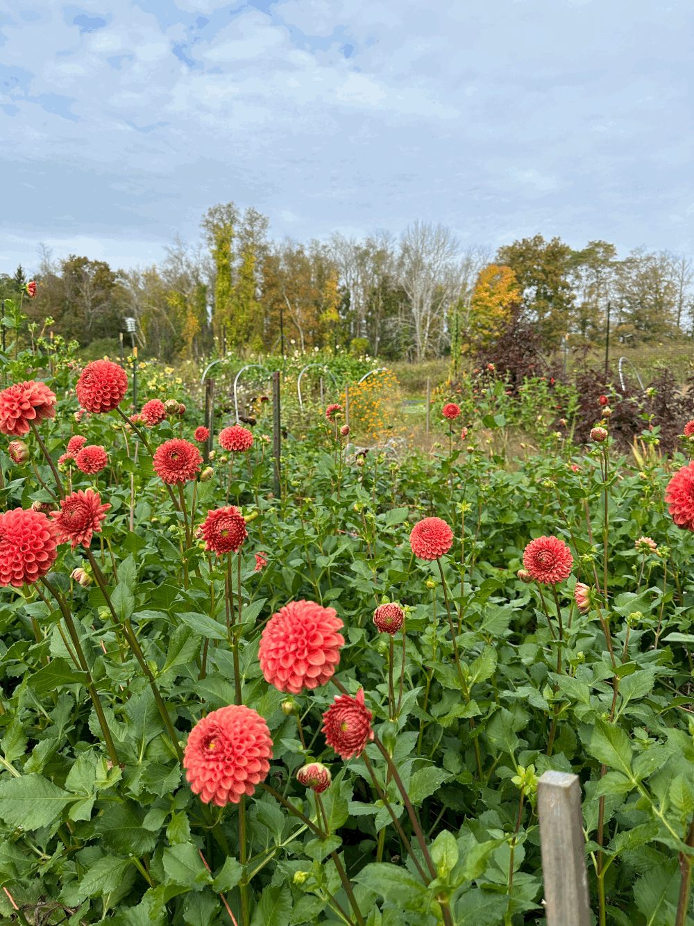 Dahlia Tuber Jomanda