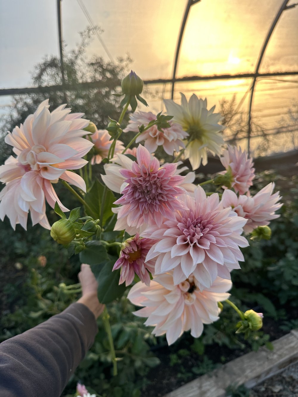 Dahlia CSA - A month of Dahlias