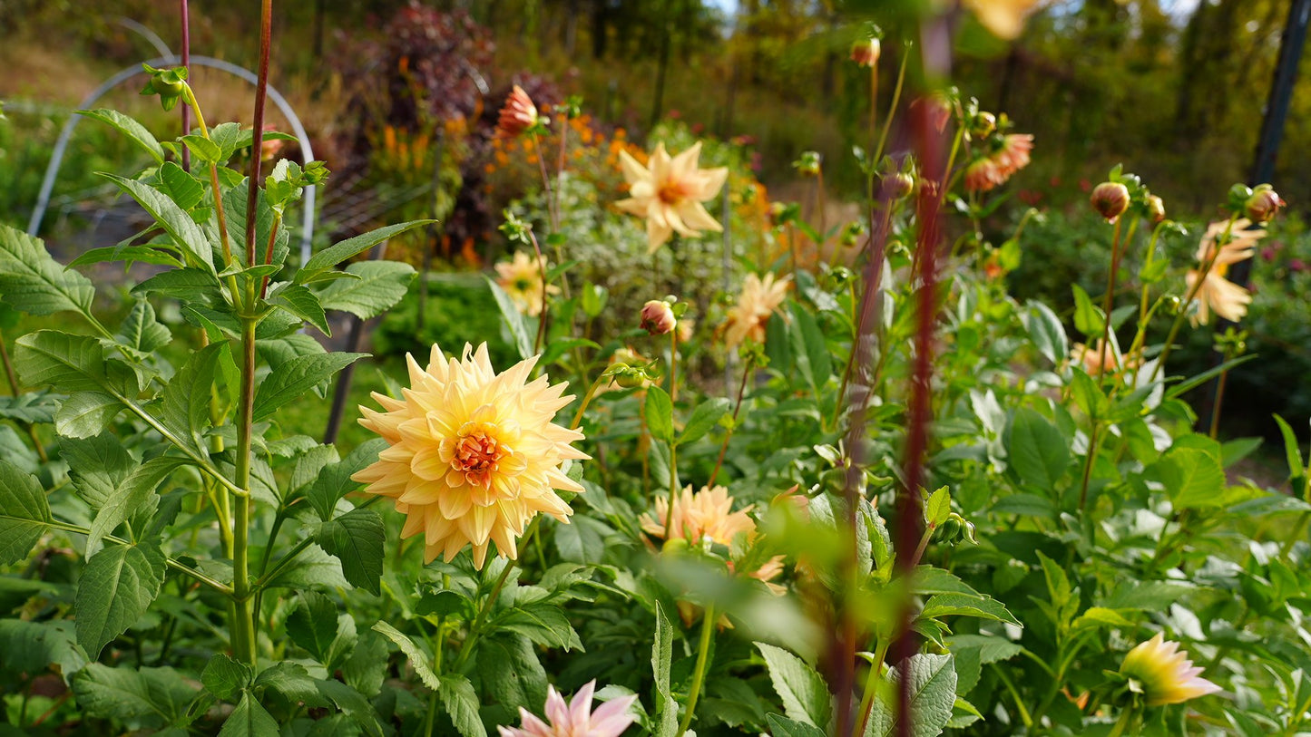 Dahlia Tuber Honeymoon