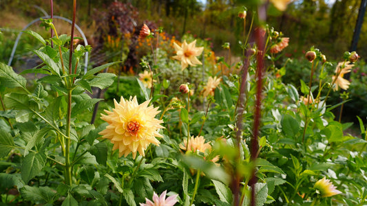 Dahlia Tuber Honeymoon