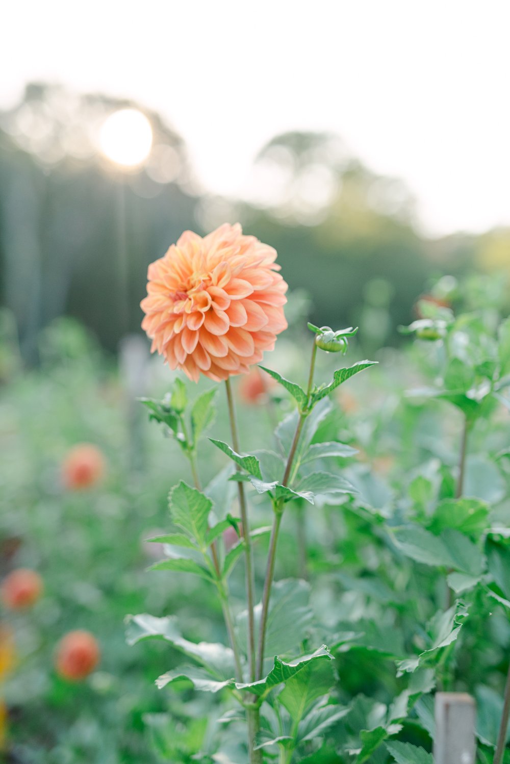 Dahlia Tuber Ferncliff Copper
