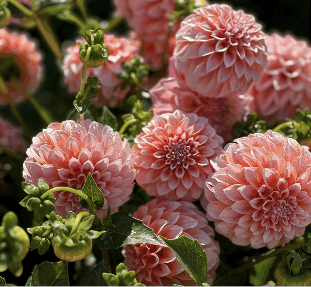 Dahlia CSA - A month of Dahlias