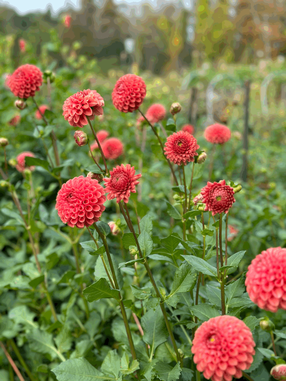 Dahlia Tuber Jomanda