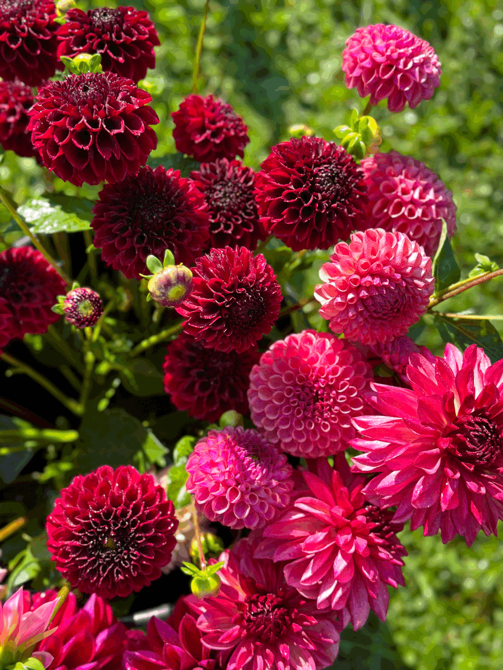 Dahlia Tuber Jomanda