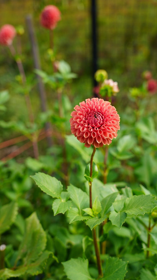 Dahlia Tuber Jomanda