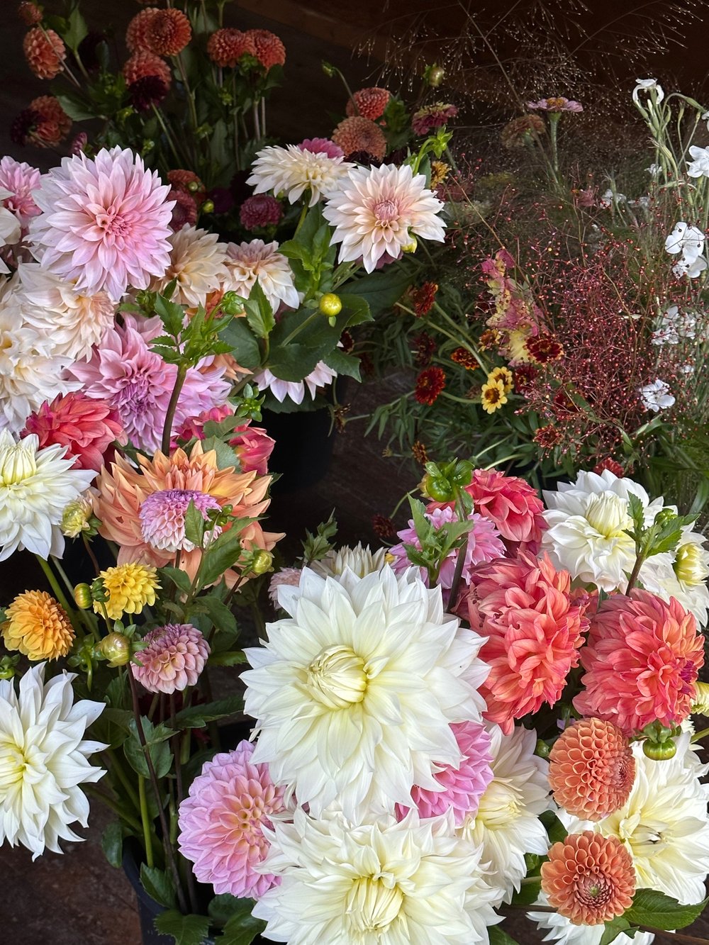 Dahlia CSA - A month of Dahlias