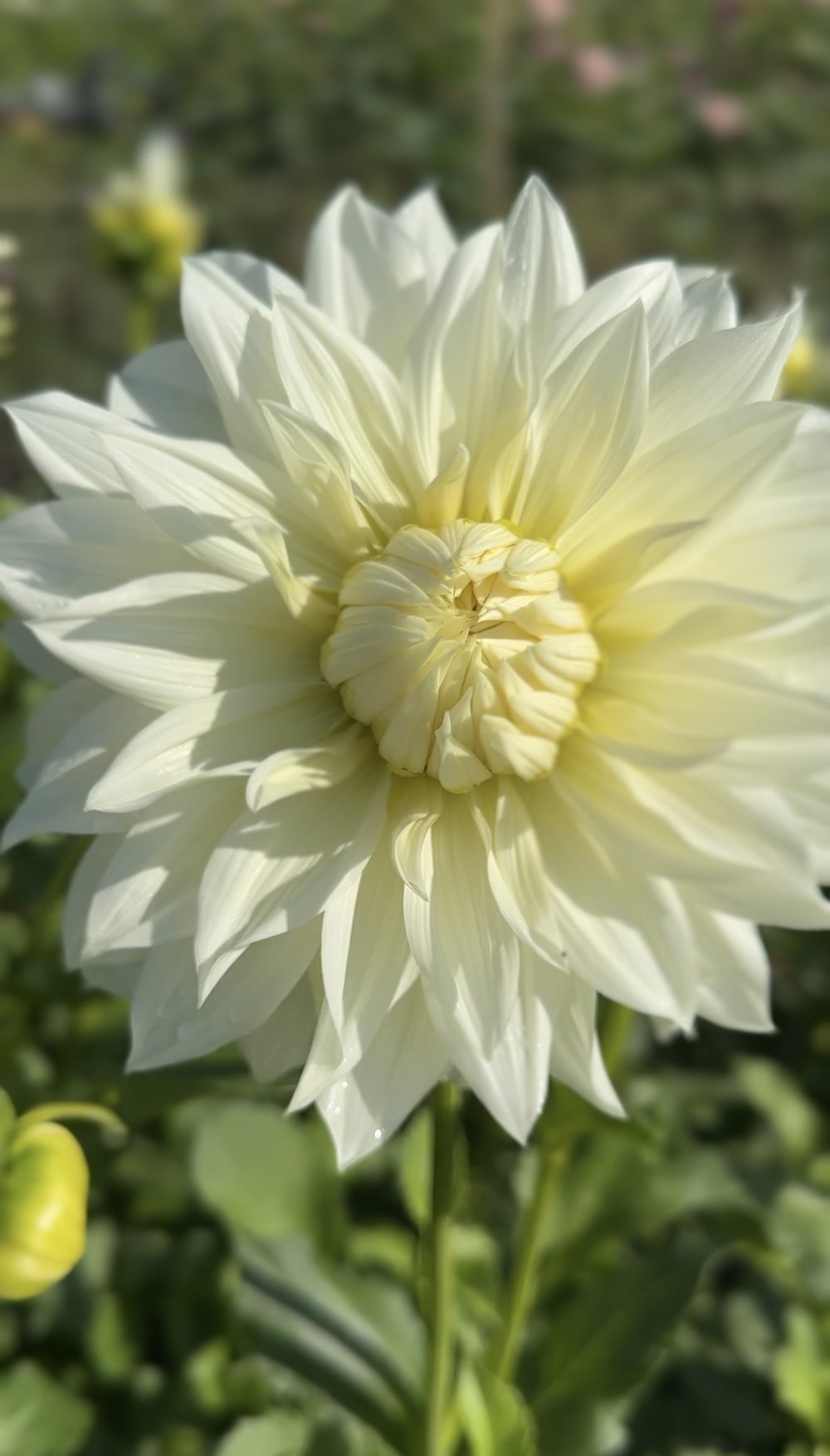 Dahlia Tuber Frozen