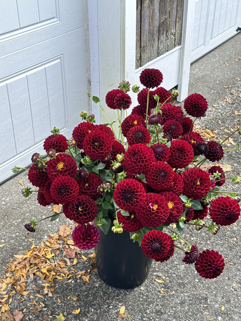 Dahlia CSA - A month of Dahlias