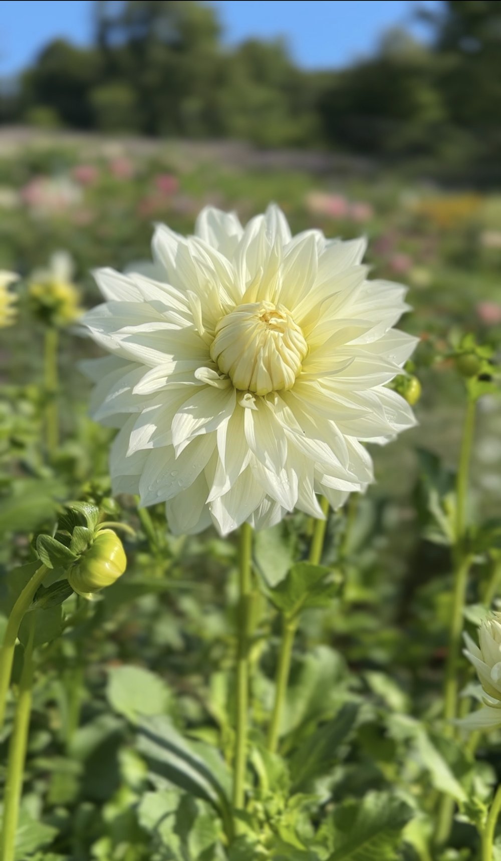 Dahlia Tuber Frozen