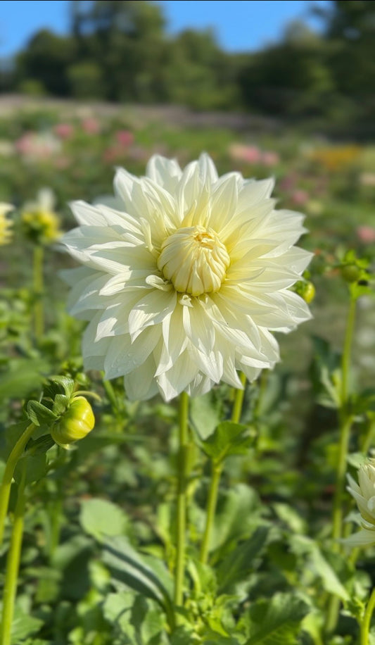 Dahlia Tuber Frozen