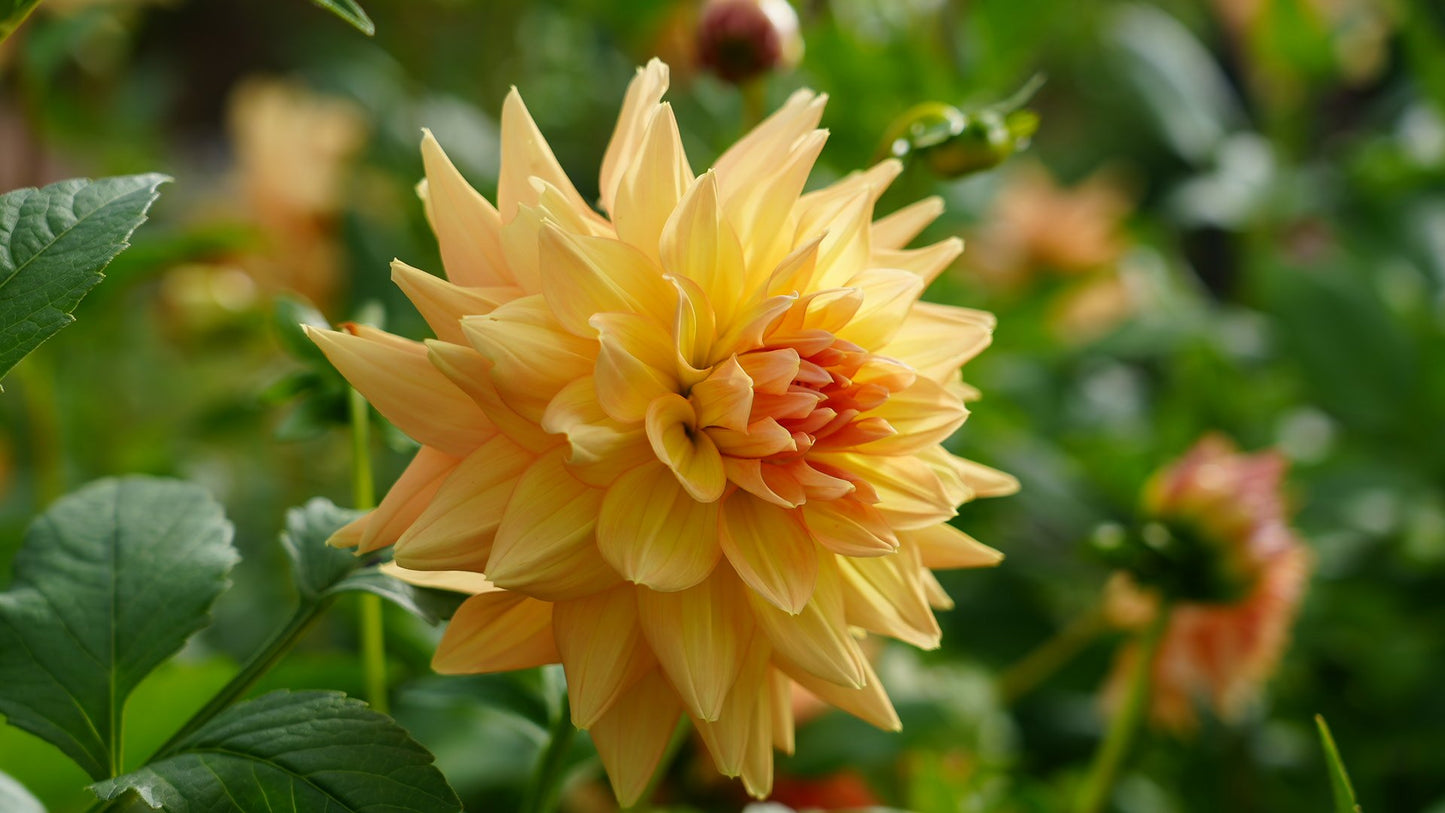 Dahlia Tuber Honeymoon