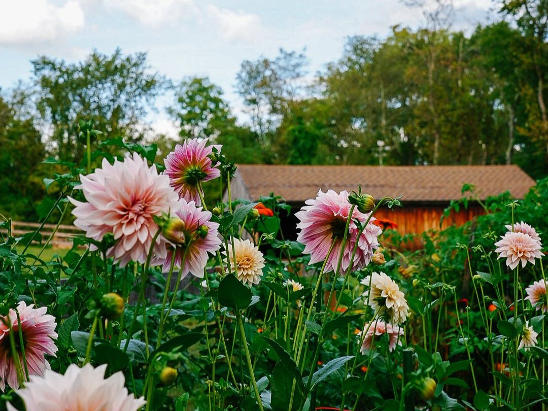 Dahlia CSA - A month of Dahlias