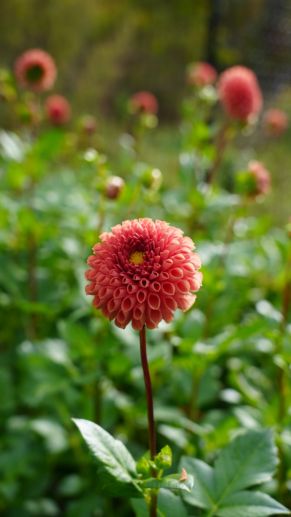 Dahlia Tuber Jomanda