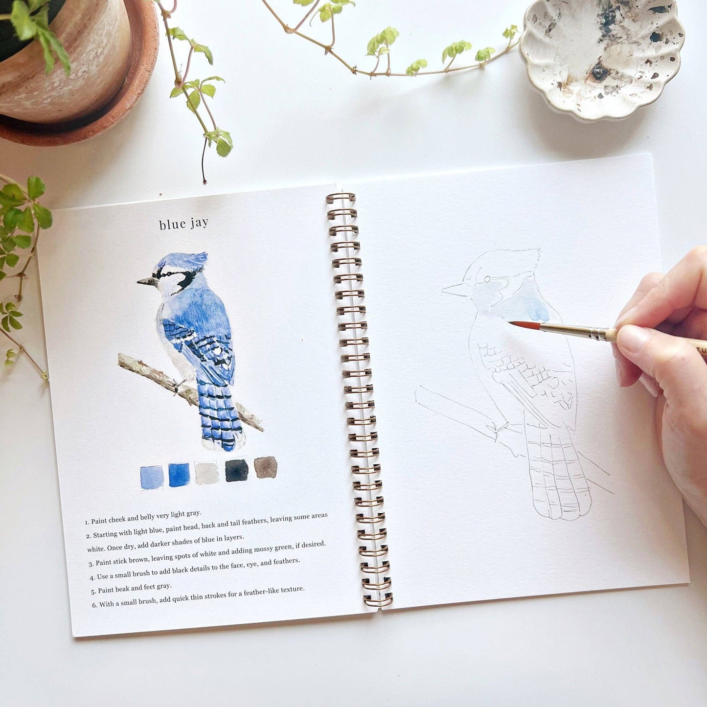 Creative watercolor activity book with step-by-step birds sketches, here on the blue jay page