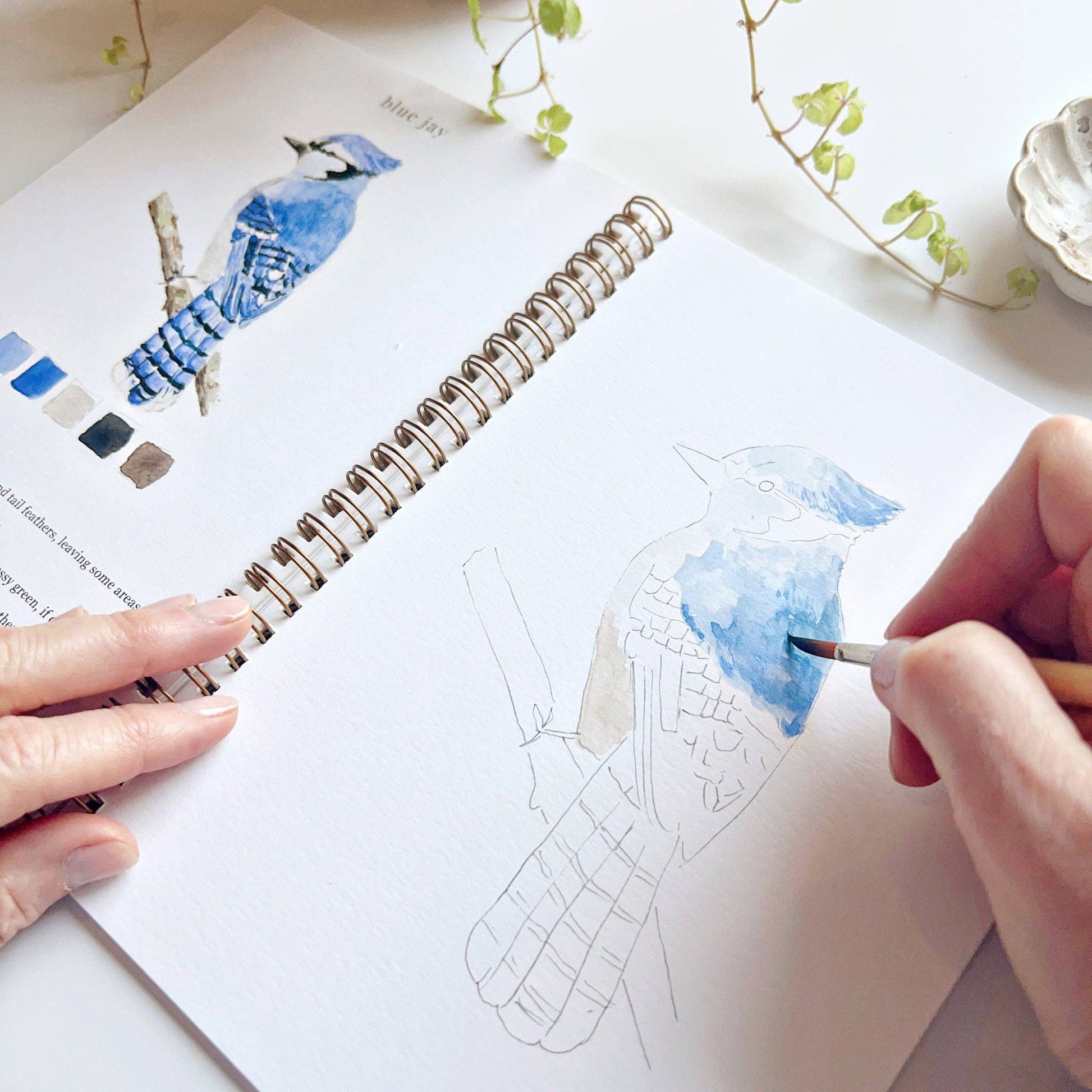 A birds watercolor workbook with step-by-step birds sketches, here on the blue jay page, with someone painting with a brush