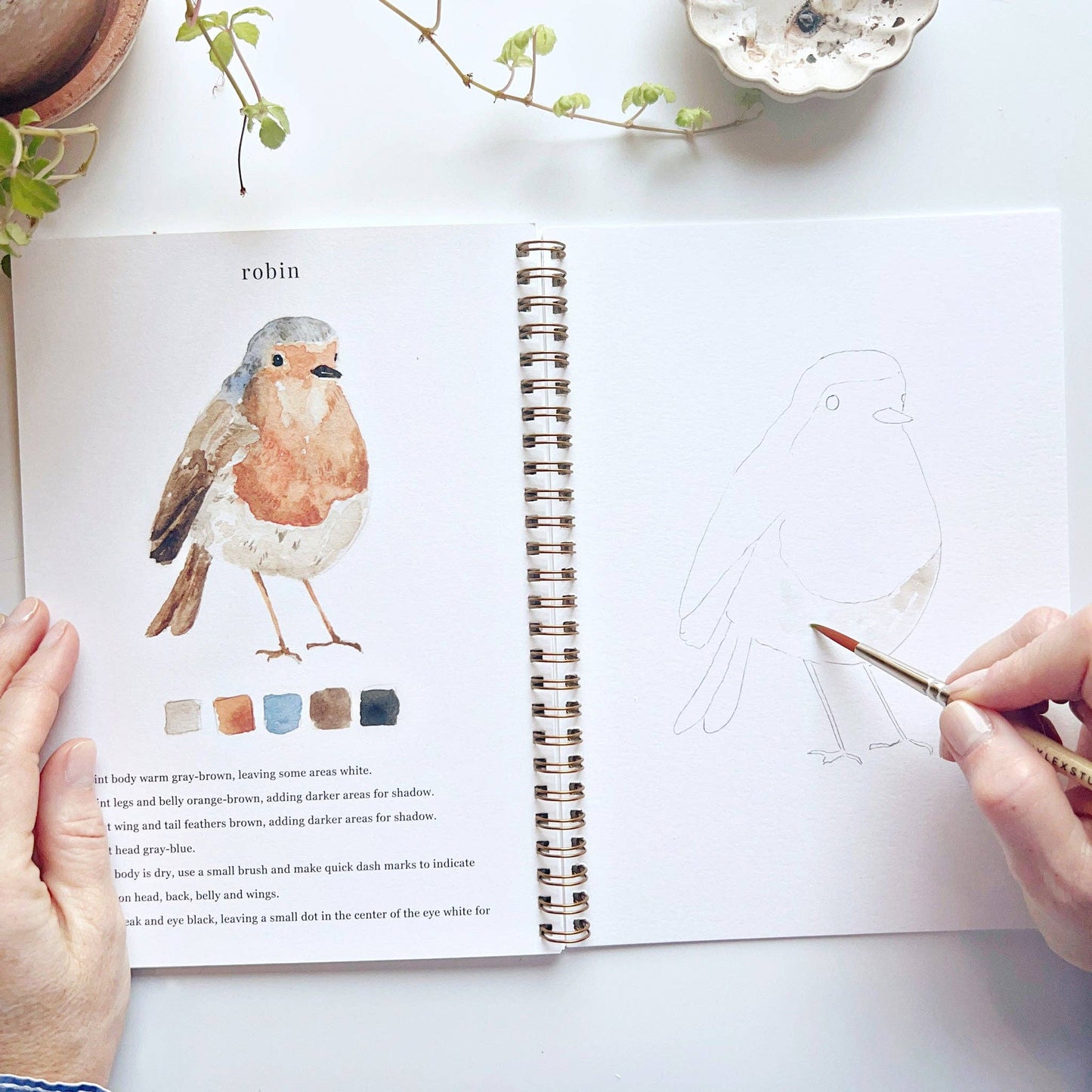 A birds watercolor workbook with step-by-step birds sketches, here on the robin page, with someone painting with a brush