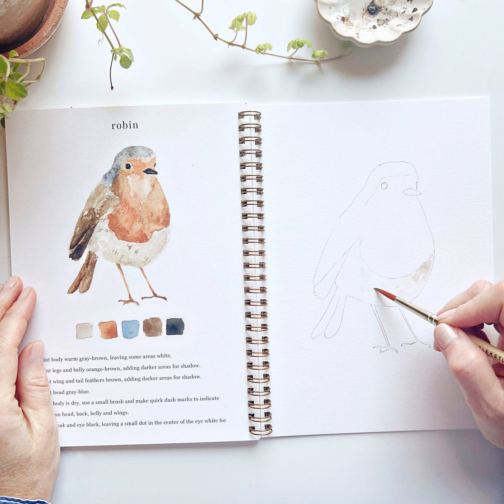 A birds watercolor workbook with step-by-step birds sketches, here on the robin page, with someone painting with a brush