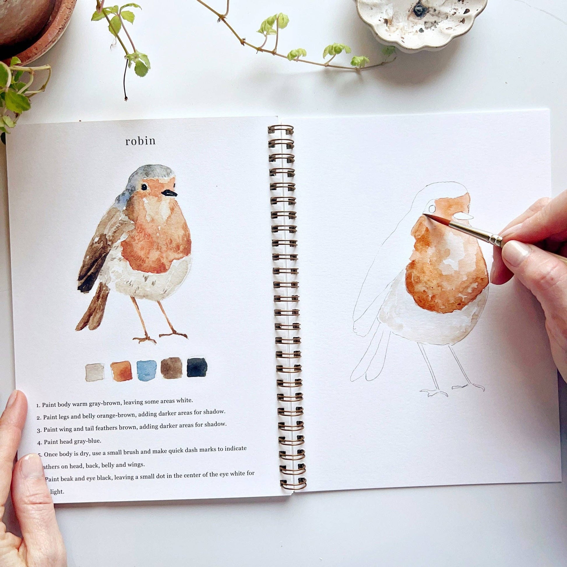 A creative birds watercolor workbook with step-by-step birds sketches, here on the robin page, with someone painting with a brush