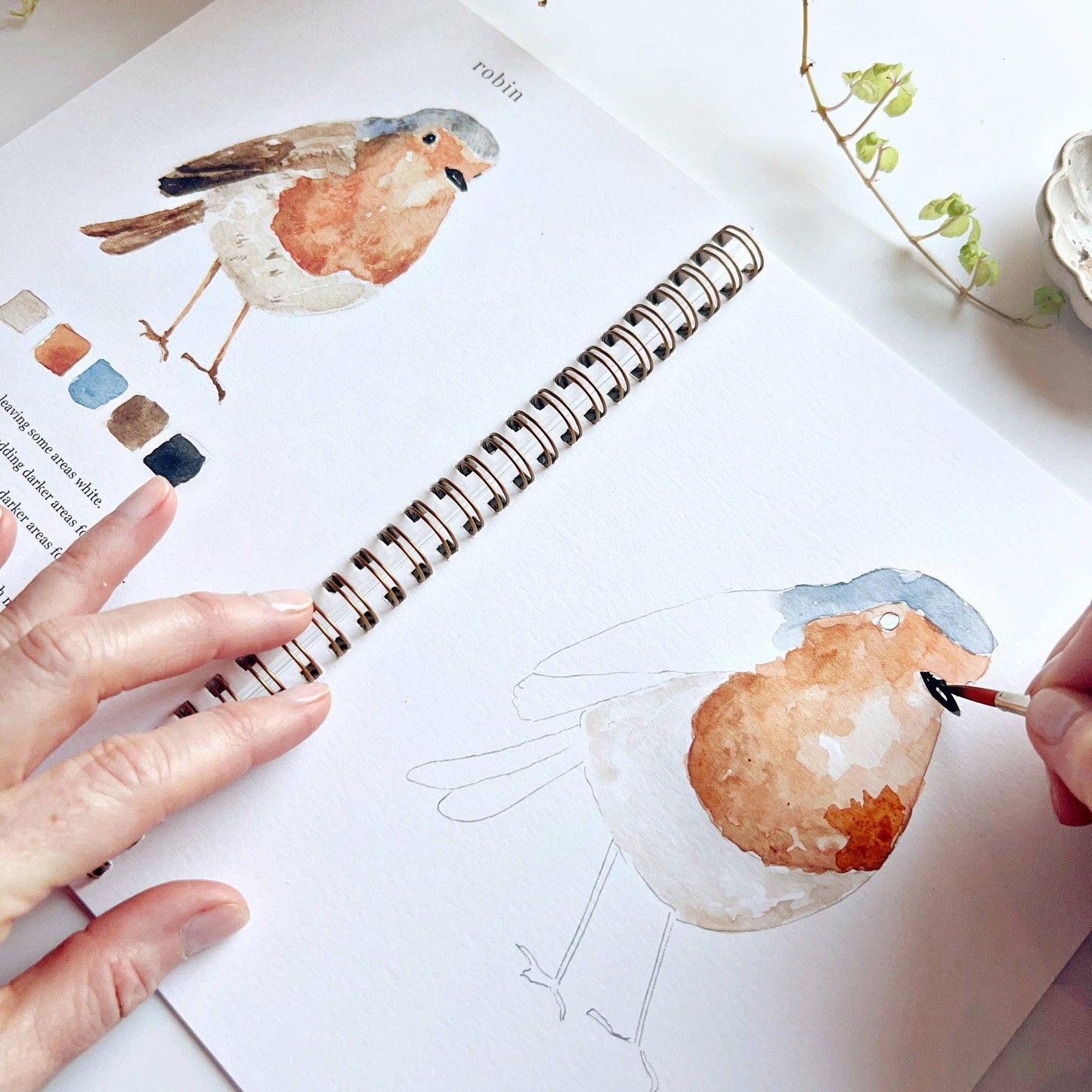 A birds watercolor workbook with step-by-step birds sketches, here with a close-up on the robin page, with someone painting with a brush
