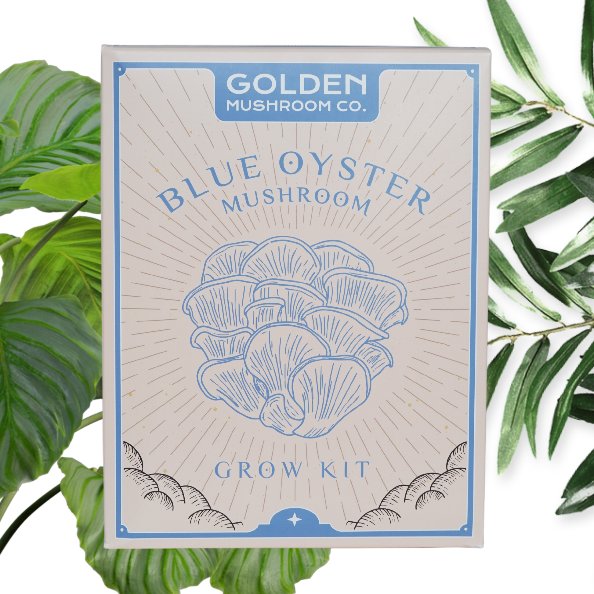A Blue Oyster Mushroom Grow Kit packaging with an illustration of the mushrooms on the front, from the brand Golden Mushroom co, surrounded by green leafy elements.