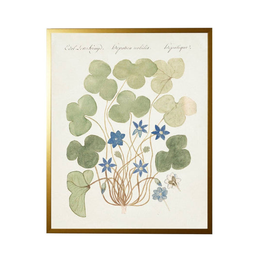 Vintage Bookplate With Blue Anemone