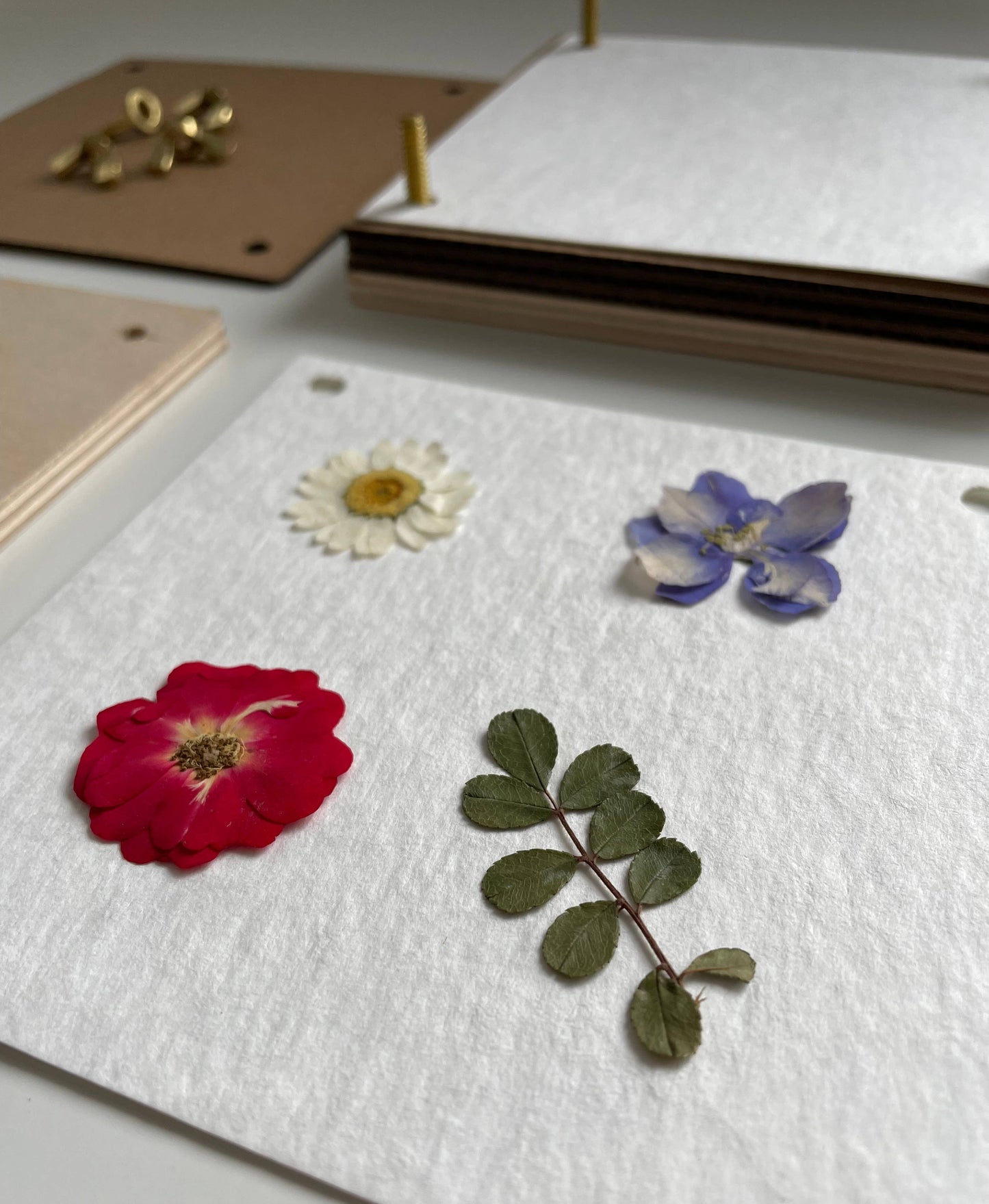 Close-up on pressed flowers, crafted with the Flower Press kit.