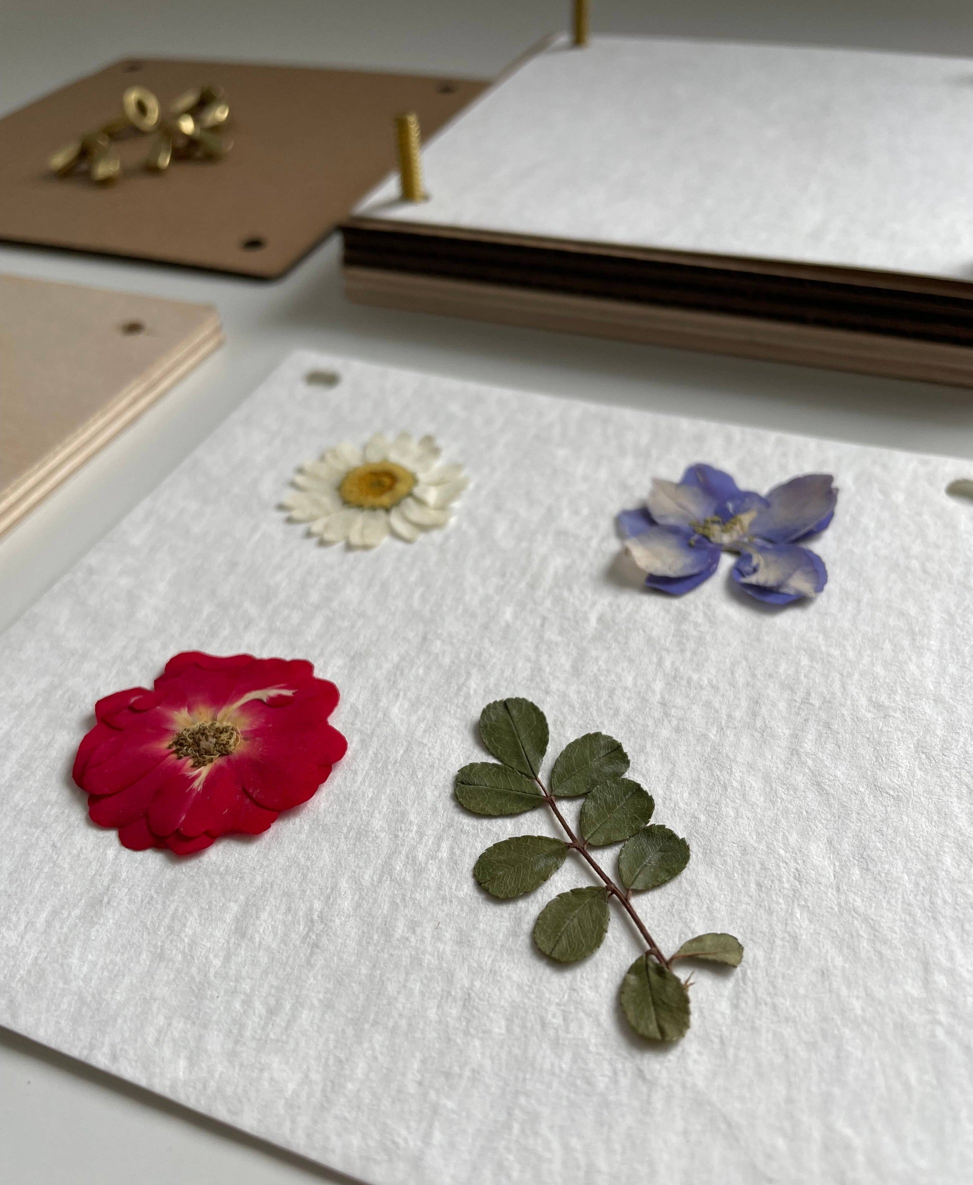 Close-up on pressed flowers, crafted with the Flower Press kit.