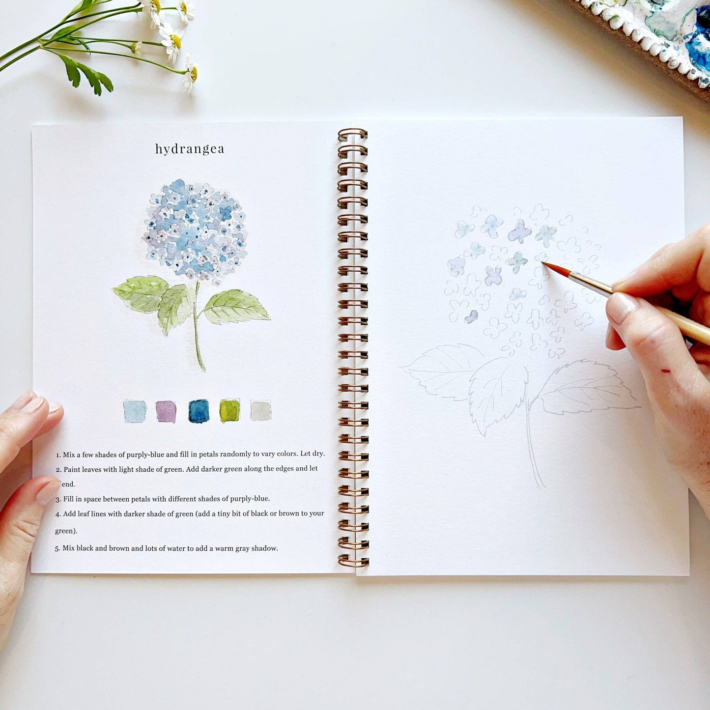 creative watercolor activity book with step-by-step floral sketches, here on the hydrangea page