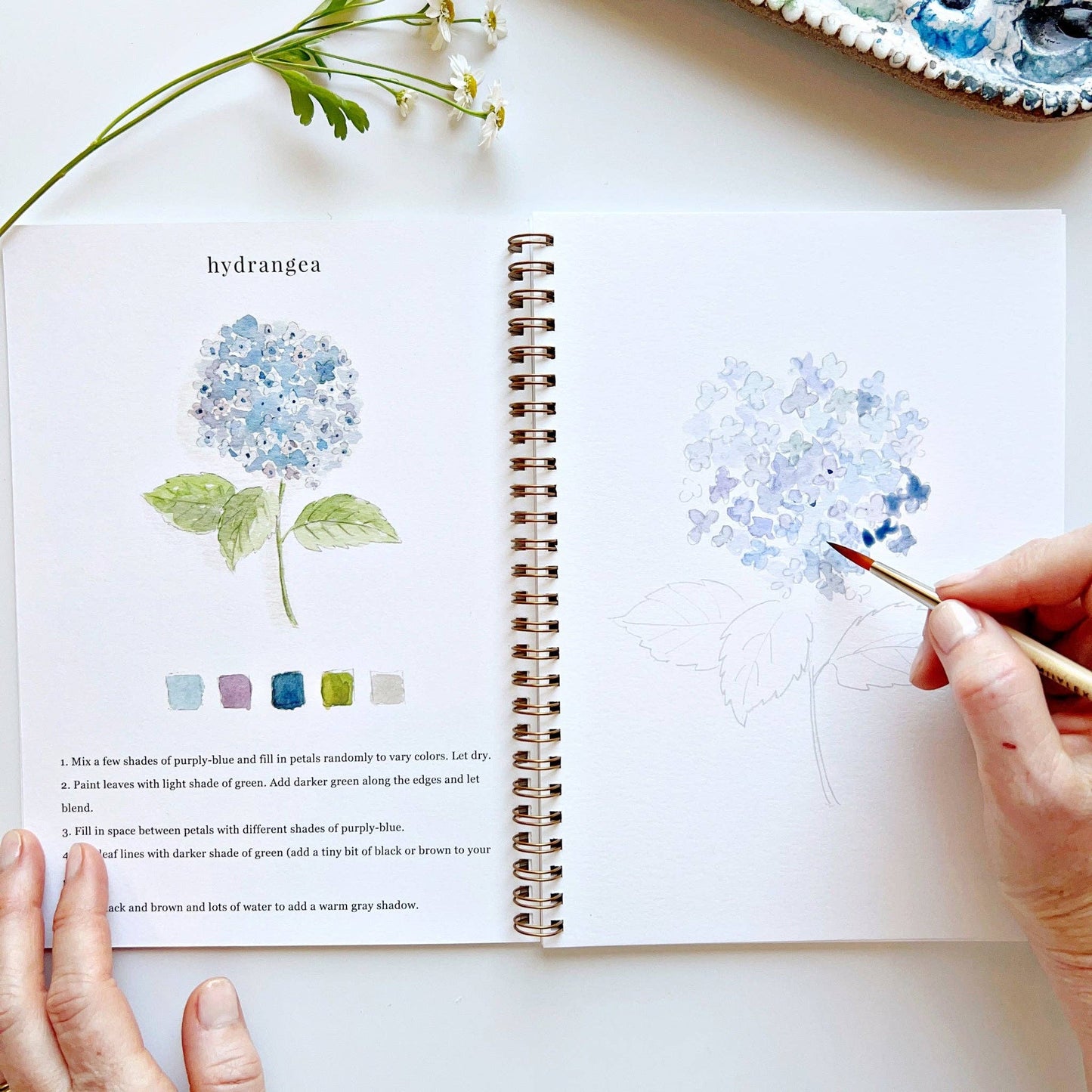 A flowers watercolor workbook with step-by-step floral sketches, here on the hydrangea page, with someone painting with a brush