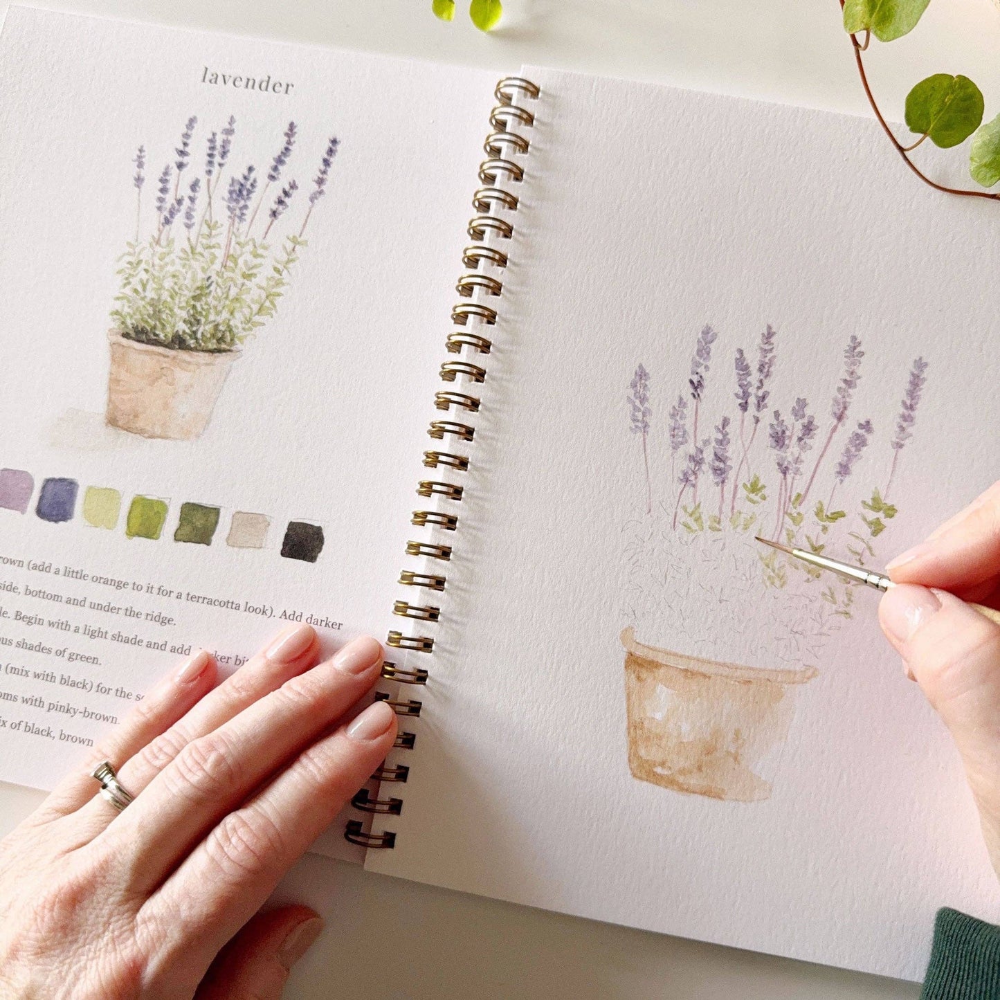 A garden watercolor workbook with step-by-step garden sketches, here with a close-up on the lavender page, with someone painting with a brush