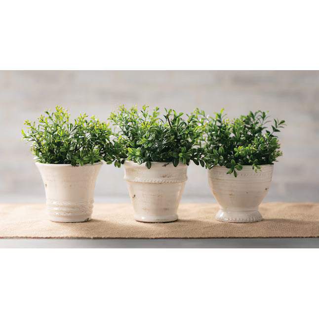 Three small potted plants in white pots on a wooden surface with a blurred background