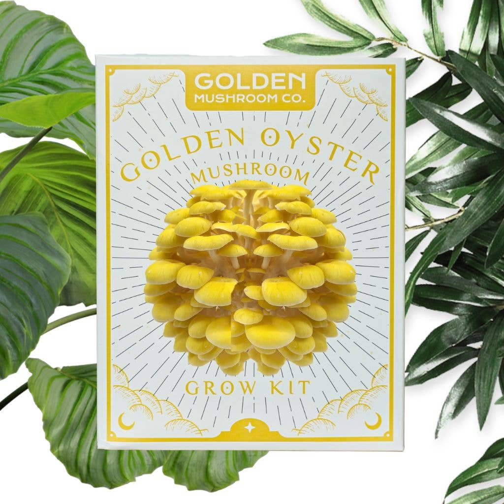Packaging of a Golden Oyster Mushroom grow kit with an image of the mushrooms on the front, surrounded by green leafy plants.