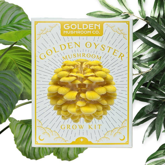 Packaging of a Golden Oyster Mushroom grow kit with an image of the mushrooms on the front, surrounded by green leafy plants.