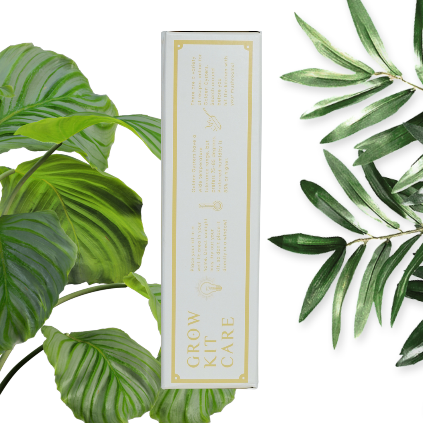A Golden Oyster Mushroom Grow Kit packaging, seen from the side, with instructions on the ideal care: temperature, sun exposure etc.
