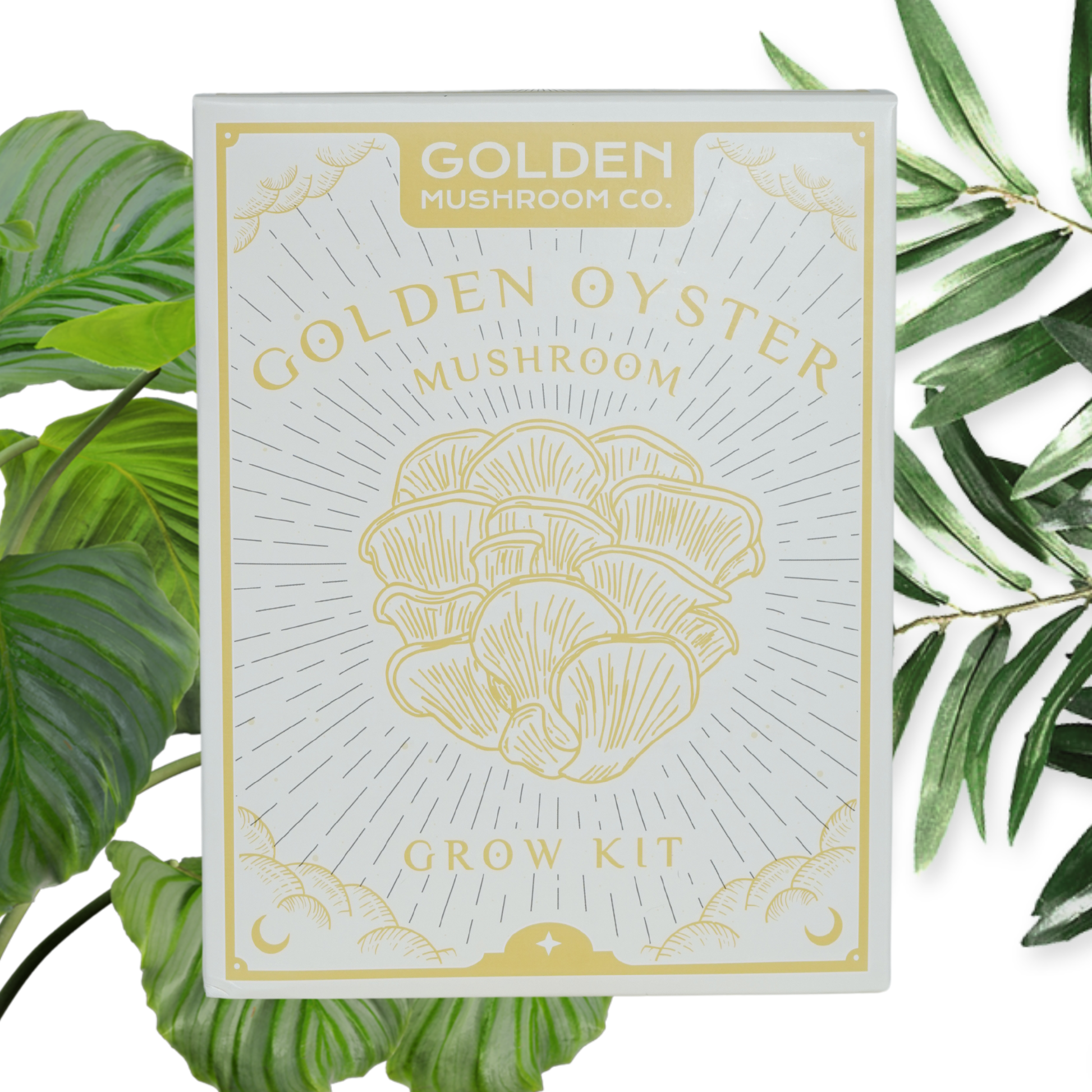A Golden Oyster Mushroom Grow Kit packaging with an illustration of the mushrooms on the front, from the brand Golden Mushroom co, surrounded by green leafy elements.