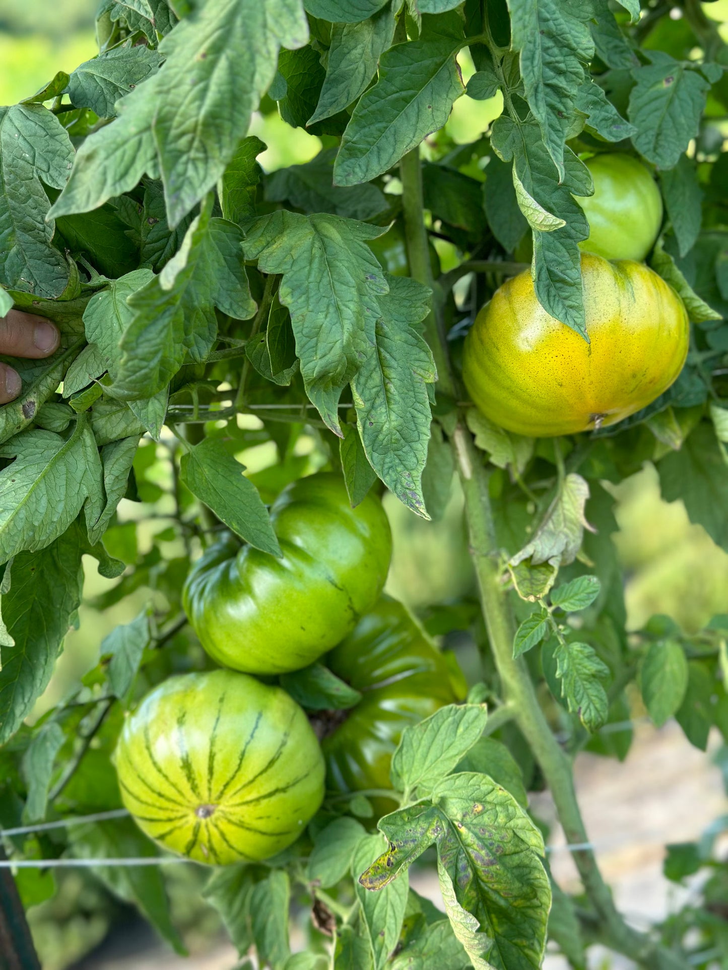 green heirloom tomatoes with the tomato leaves in a garden