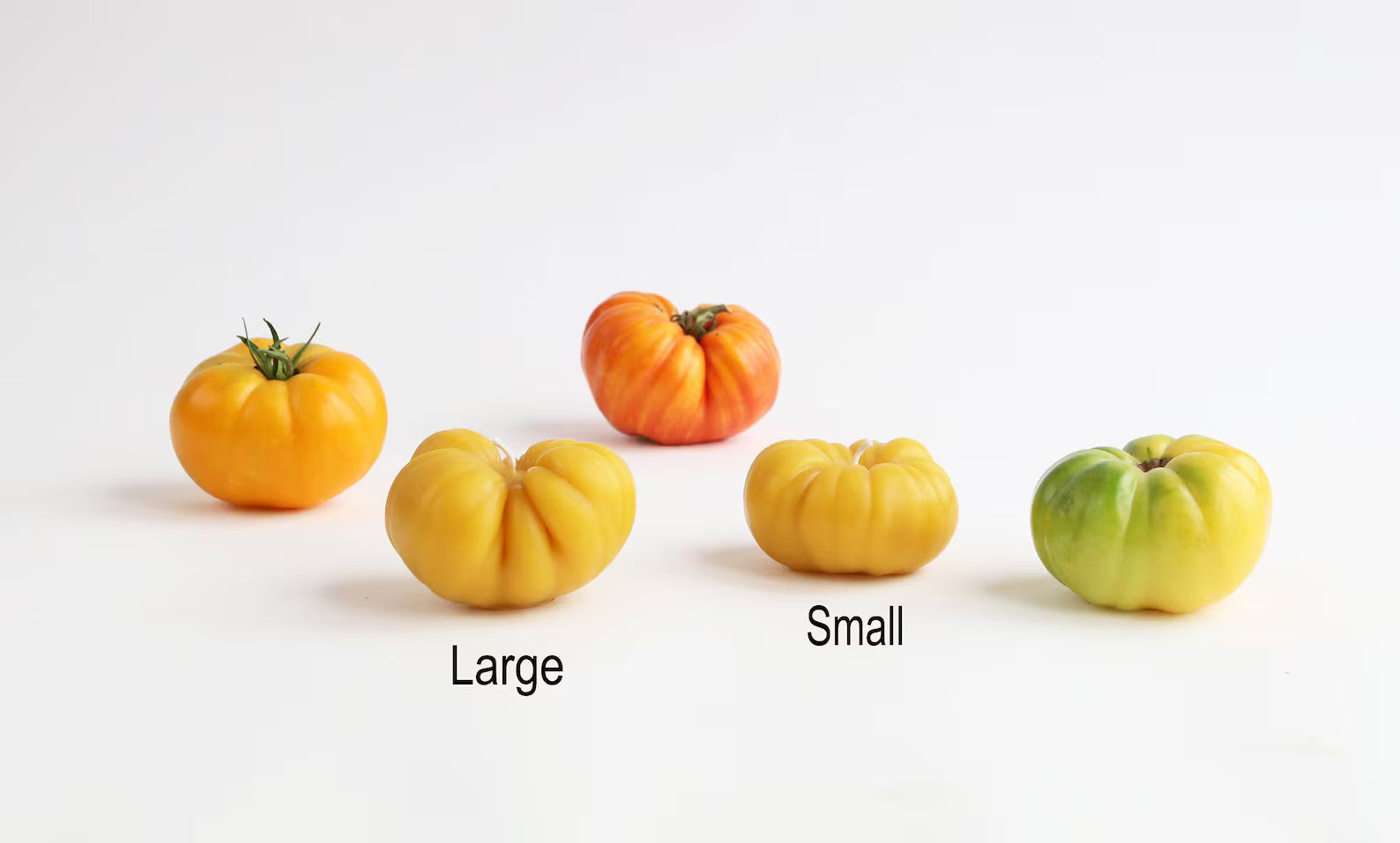handmade heirloom tomato beeswax candles in yellow, one small and one large, next to real tomatoes