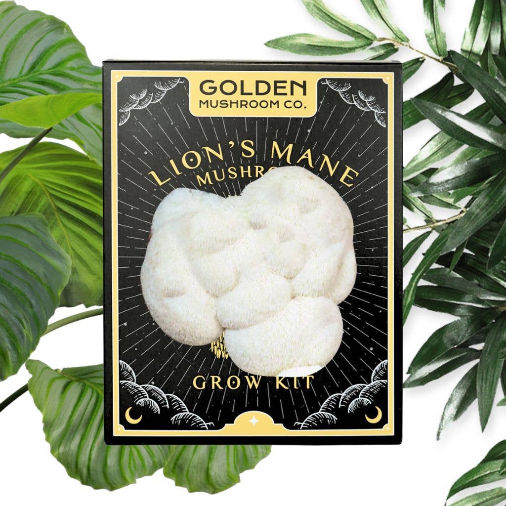 A Lion's Mane mushroom grow kit packaged in a black and gold box, with a white, fluffy mushroom displayed on the front. The kit is placed against a backdrop of green leaves.