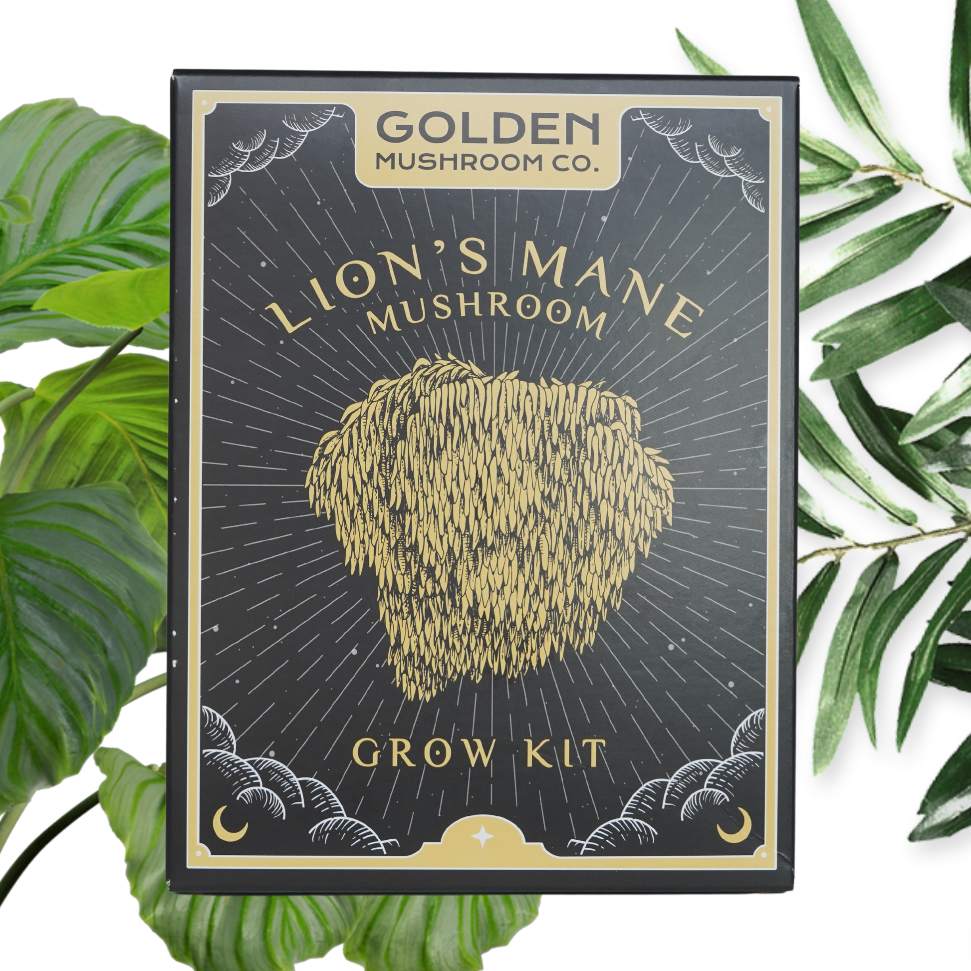 A Lion's Mane Mushroom Grow Kit packaging with an illustration of the mushrooms on the front, from the brand Golden Mushroom co, surrounded by green leafy elements.