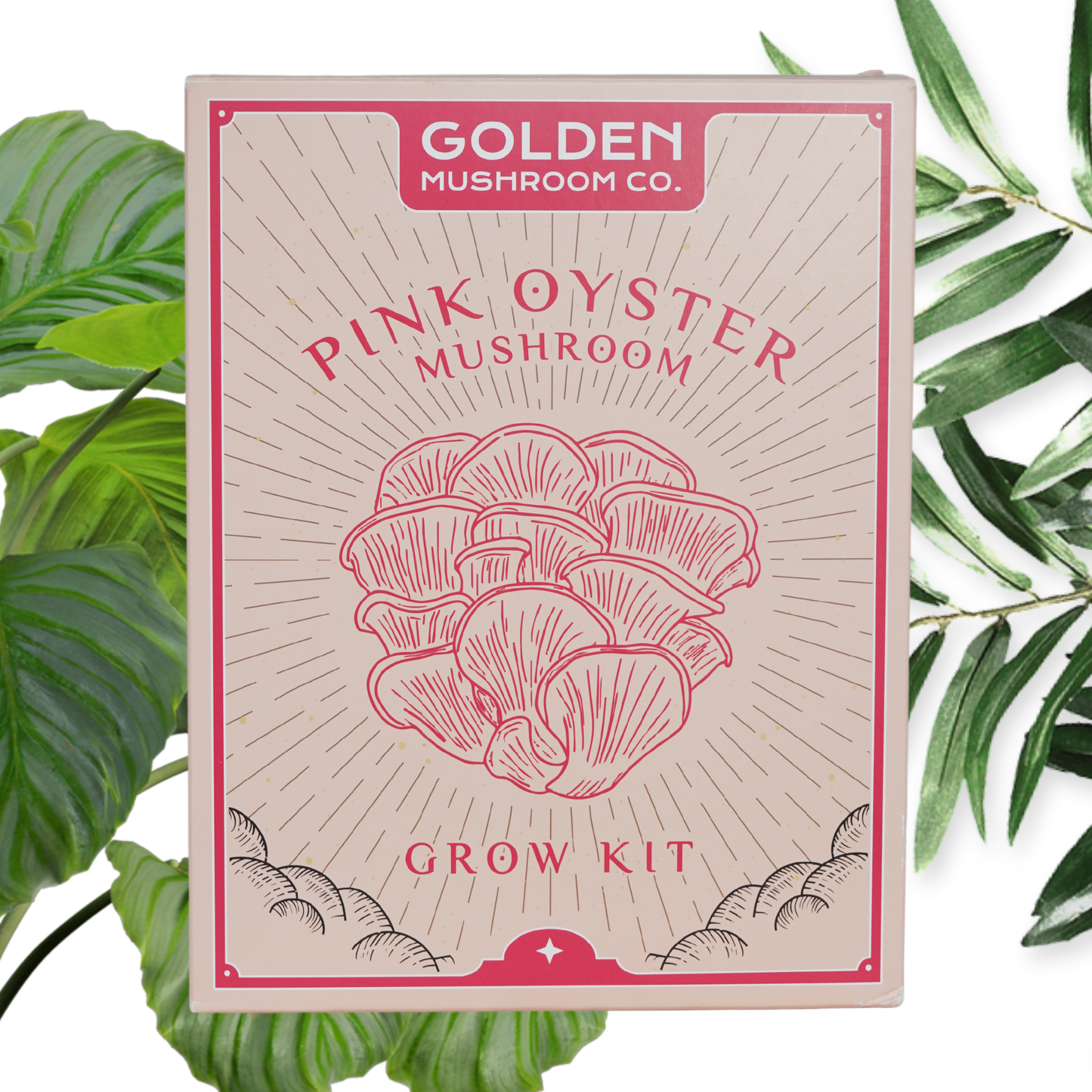 A Pink Oyster Mushroom Grow Kit packaging with an illustration of the mushrooms on the front, from the brand Golden Mushroom co, surrounded by green leafy elements.