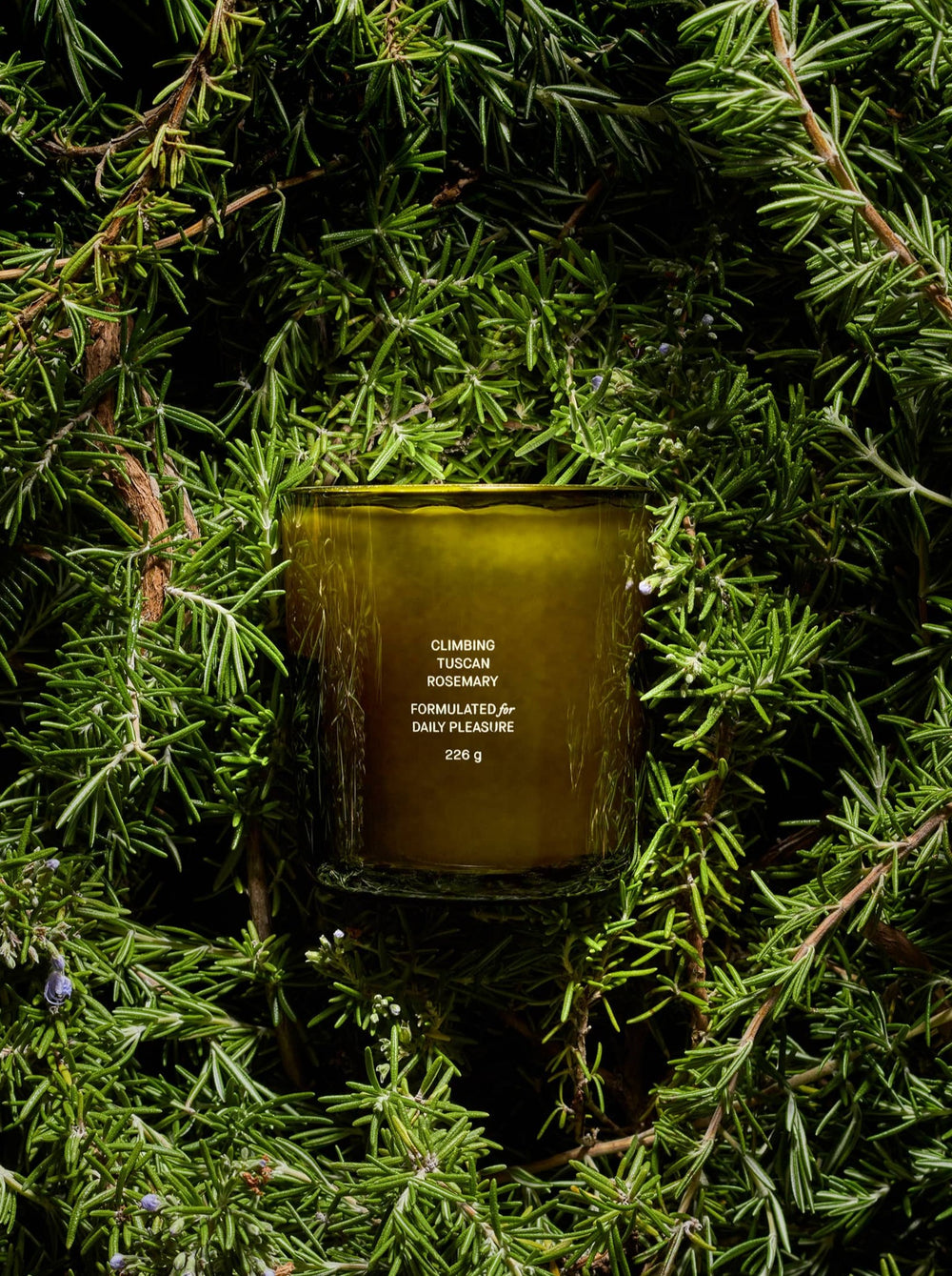 Green tuscan rosemary candle in a glass holder on a bed of rosemary