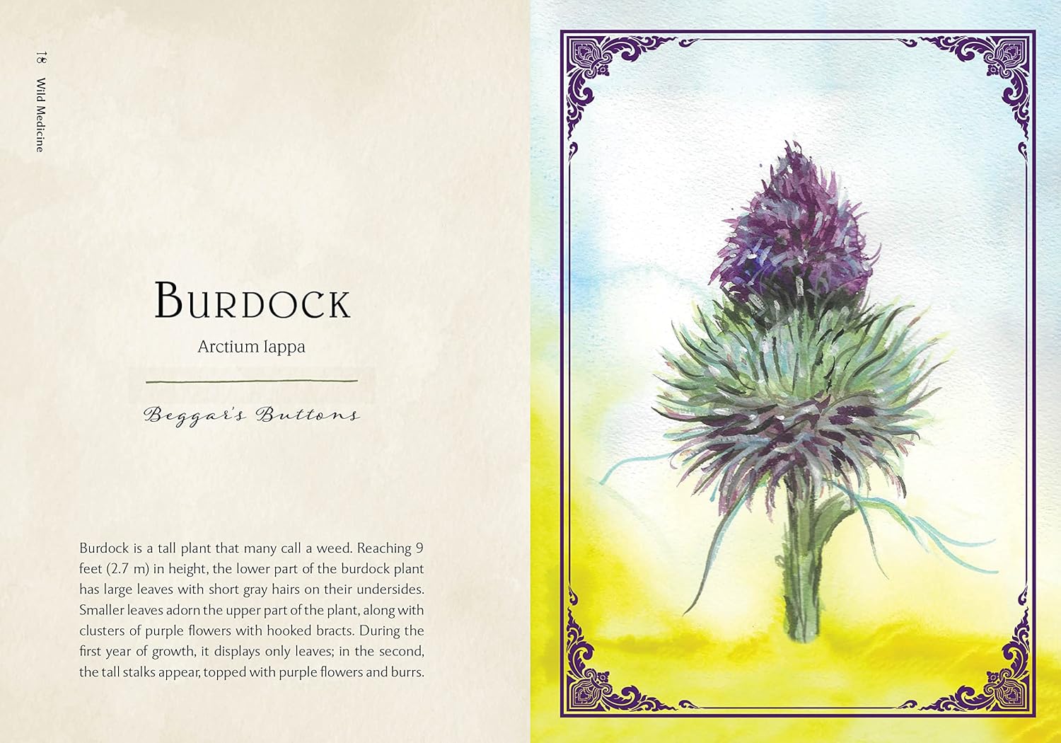 Watercolor illustration of a burdock plant with descriptive text on a decorative background