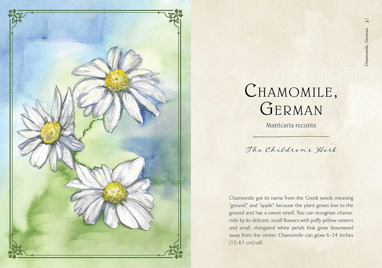 Illustration of chamomile flowers with text about the herb on a watercolor background.