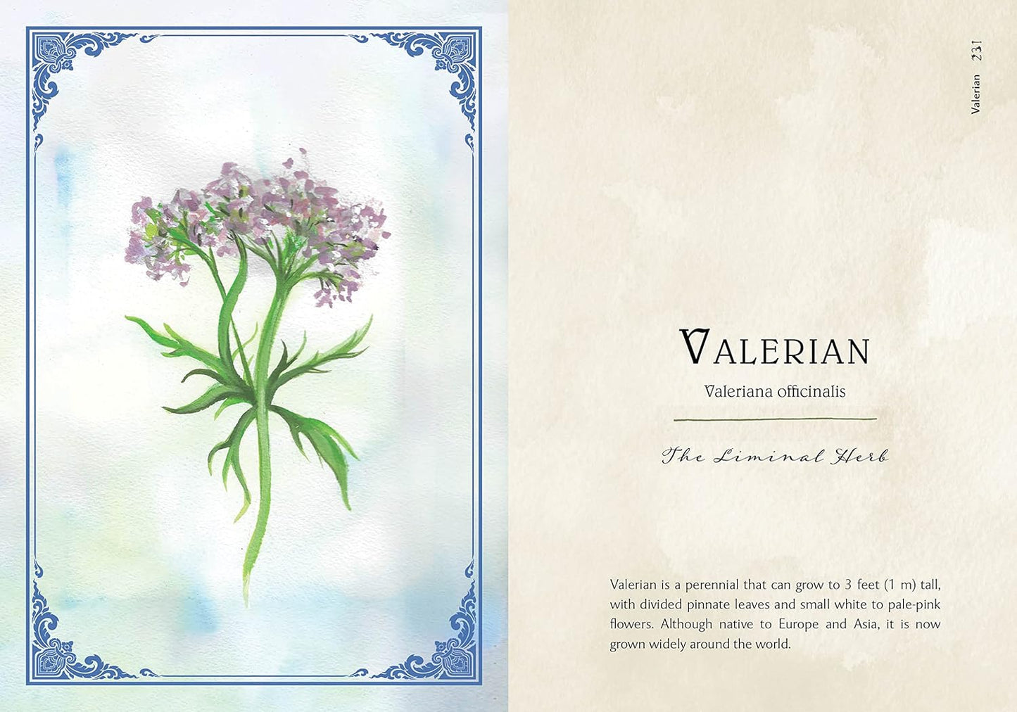 Watercolor illustration of valerian plant with descriptive text on a decorative background